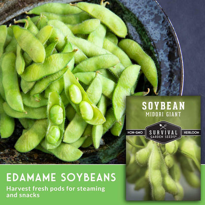 Midori Giant Soybean Seeds for Planting - Grow Protein-Rich Edamame Pods in Your Home Vegetable Garden - Non-GMO Heirloom Soy Bean - Survival Garden Seeds (1 Pack)
