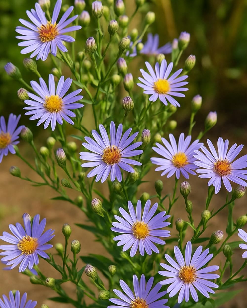 Perennial Farm Aster Laevis 'Bluebird' (Smooth Aster) – Live Perennial in #1 Container, Masses of Violet-Blue Blooms, Tall Upright Growth, Late Season, Pollinator Friendly, Ideal for Meadows & Borders