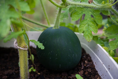 Melon Seeds Variety Pack for Planting – 4 Non-GMO Heirloom Varieties: Crimson Sweet & Sugar Baby Watermelon, Honeydew, Hale's Best Jumbo Cantaloupe – High Germination, USA-Grown Garden Fruit Seeds