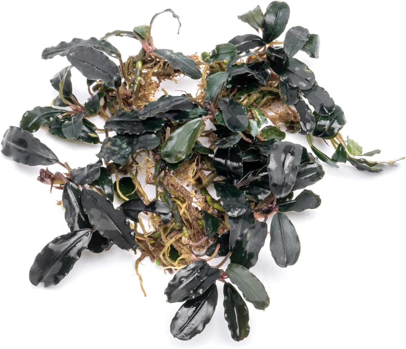 SubstrateSource Bucephalandra Deep Purple Live Aquarium Plant - Natural Freshwater Fish Tank Decorations and Aquatic Decor (Plant Clump (3 Plants))