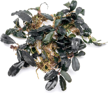 SubstrateSource Bucephalandra Deep Purple Live Aquarium Plant - Natural Freshwater Fish Tank Decorations and Aquatic Decor (Plant Clump (3 Plants))