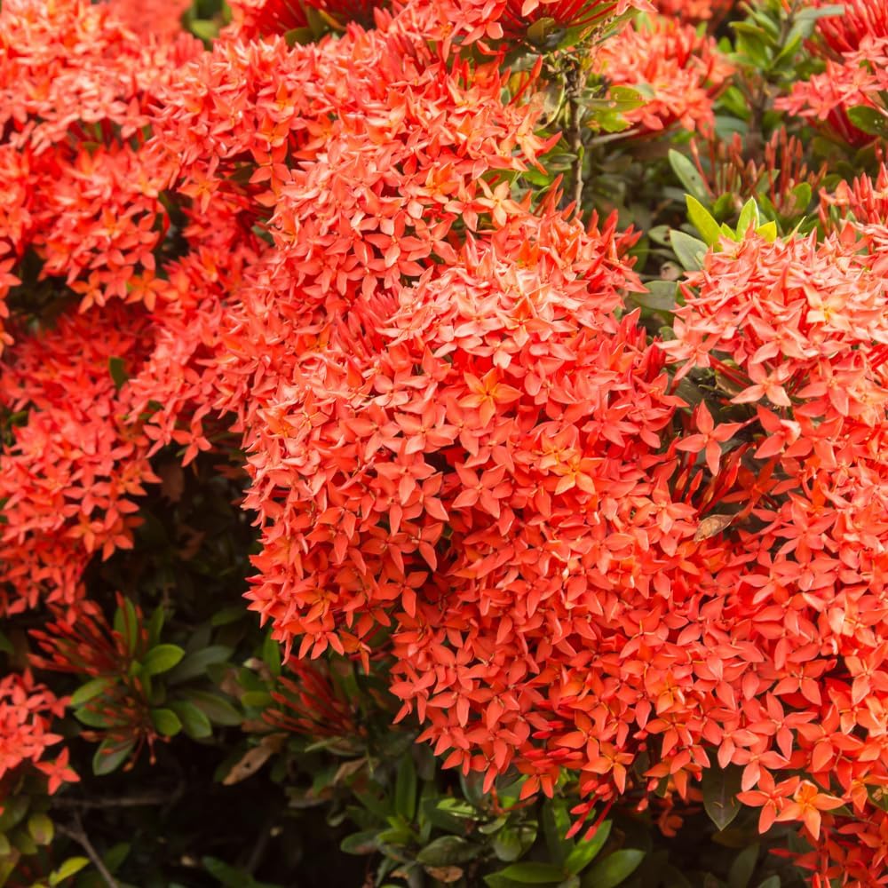 Set 2 Dwarf Red Ixora Live Plants, Size 2 to 5 Inch Tall Plant - Hardy, Perennial Ixora Flowers Starter Plant for Grow Outdoors, Without Pot