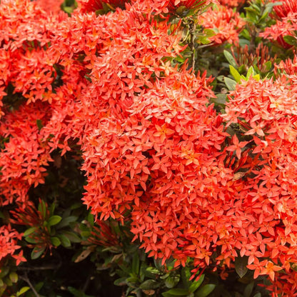 Set 2 Dwarf Red Ixora Live Plants, Size 2 to 5 Inch Tall Plant - Hardy, Perennial Ixora Flowers Starter Plant for Grow Outdoors, Without Pot