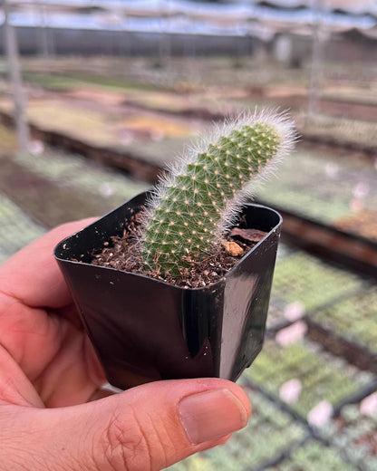 Rare Cactus Plants, 2" Monkey Tail Cactus, Live Succulent Cacti Plants Fully Rooted in Grower Pots, Easy Care House Plant