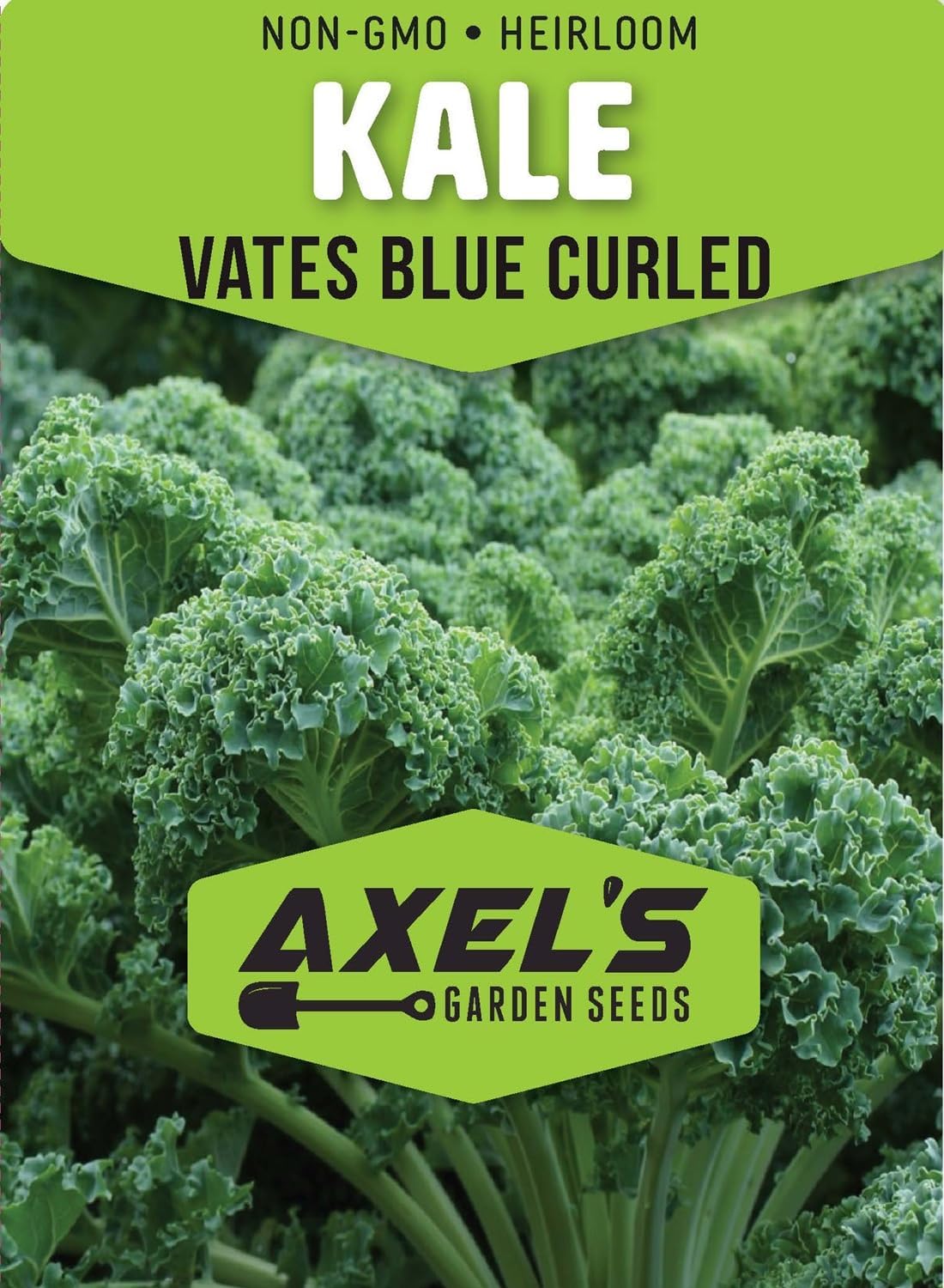 Curled Blue Kale Seeds for Planting – Plant & Grow Heirloom Non-GMO Curled Blue Vates Kale Home Outdoor Vegetable Garden, Brassica oleracea VAR. acephalla – 2 Packets