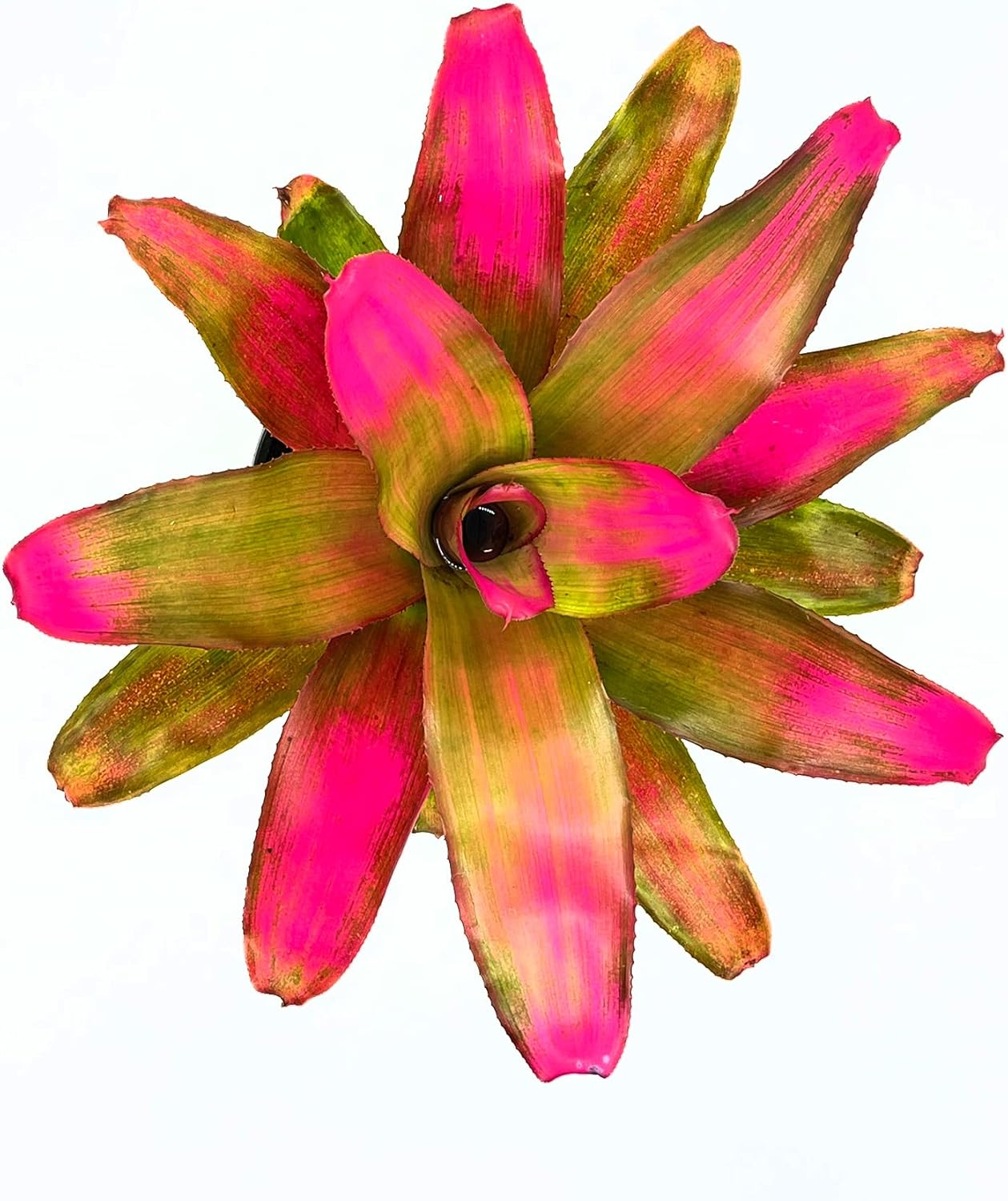 ragnaroc Live Plants – Bromeliad Neoregelia Romance, 8-12" in 6" Pot - 1ct - Live Arrival Guaranteed - House Plants for Home Decor & Gift