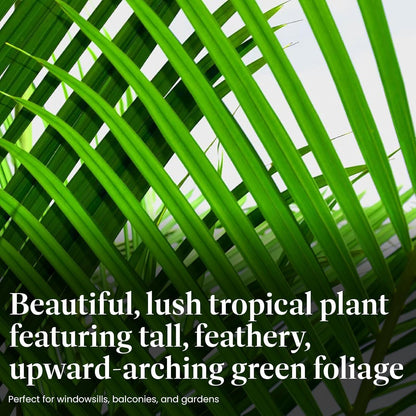 American Plant Exchange Majesty Palm – 10-Inch Pot – Live Tropical Houseplant with Arching Green Fronds, Easy Care Indoor or Patio Plant for Home, Office, Apartment & Landscape Décor