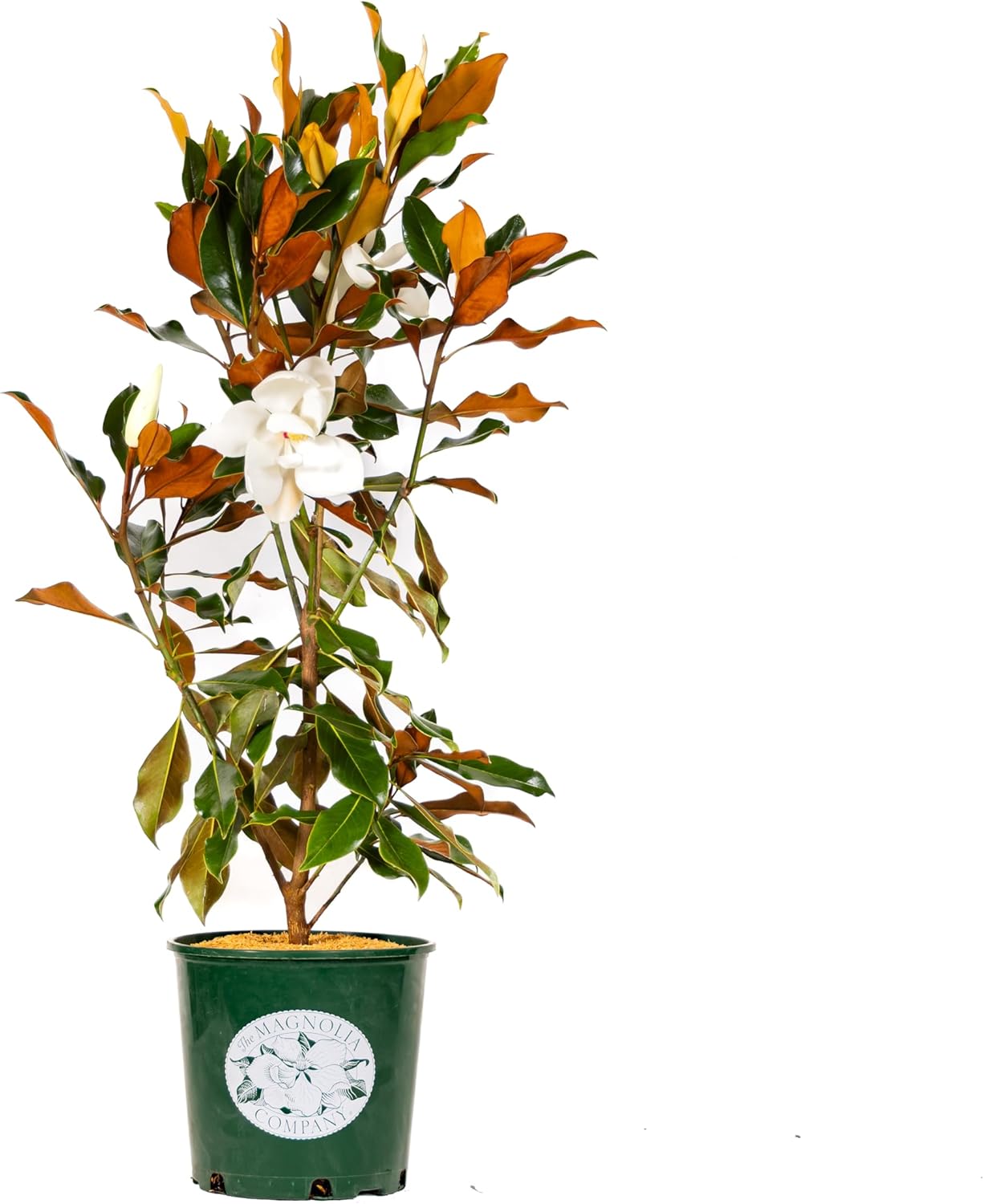 Magnolia Tree Kay Parris Variation, Live Plant, Magnolia Flower Blooms, Easy Care, Perfect for Home Growers, Magnolia Bloom, 3-4 Feet Tall, by The Magnolia Company, Cannot Ship to CA, HI, AK, PR