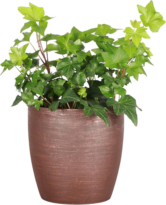 Thorsen's Greenhouse Live Green English Ivy Plant, Hedera Helix, Natural Air Purifier, Easy to Grow, Live Indoor Houseplant, 4" Diameter Pot (Copper)