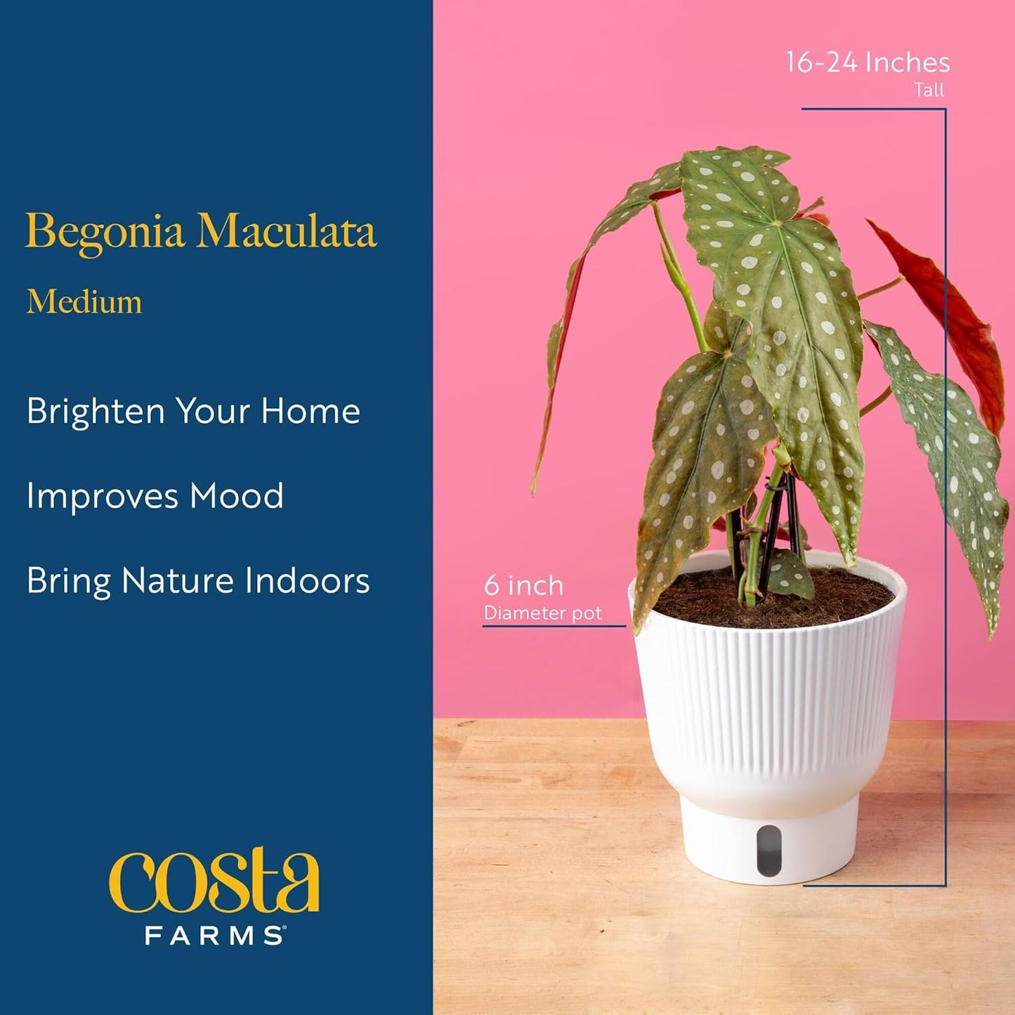 Costa Farms Begonia Maculata Live Plant in Self Watering Pot, Indoor Houseplant, Perfect for Home, Room, or Office Decor, Great House Warming or Birthday Gift, 12-18 Inches Tall