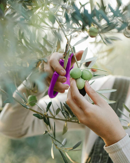 Flower Scissors - Stainless Steel Flower Shears, Garden Plant Floral Shears for Fresh Flowers Stems (Blue, Green, Pink, Violet) (1 PC Violet)