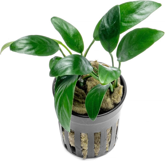 SubstrateSource Anubias Live Aquarium Plants - Potted Freshwater Plant for Fish Tanks, Terrariums - Beginner Friendly Low Light (Congensis Mini, 1 Pot)