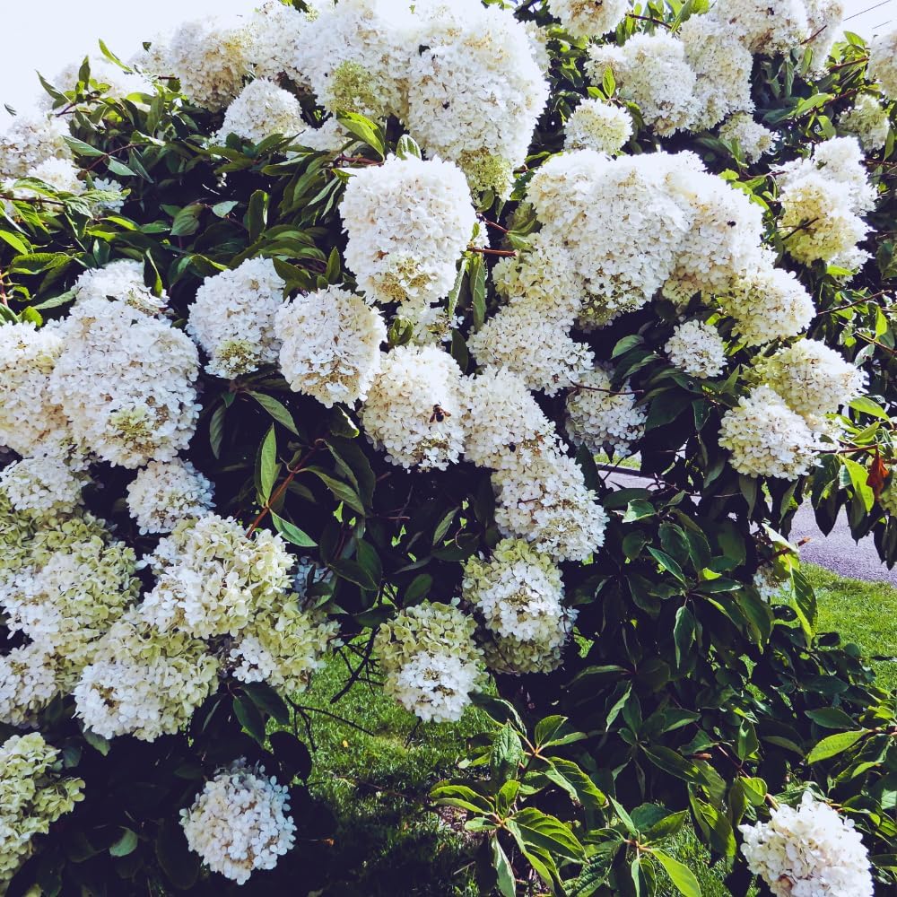 Snowball Bush Plant, Old Fashion Snowball Viburnum Bush Live Plant, 4 Inc Potted