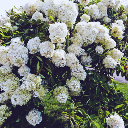 Snowball Bush Plant, Old Fashion Snowball Viburnum Bush Live Plant, 4 Inc Potted