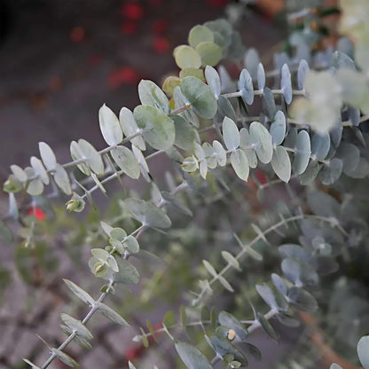 Park Seed Grow Your Own Eucalyptus Seeds Plant, Perfect for Indoor Growing and Spring Garden, Baby Blue Bouquet (Improved), Pack of 100