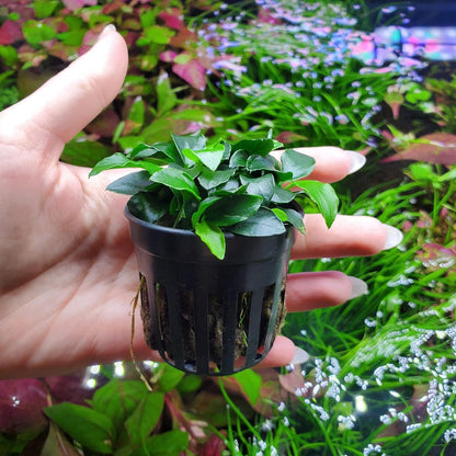 SubstrateSource Anubias Live Aquarium Plants - Potted Freshwater Plant for Fish Tanks, Terrariums - Beginner Friendly Low Light (Nana Petite, 5 Pots)