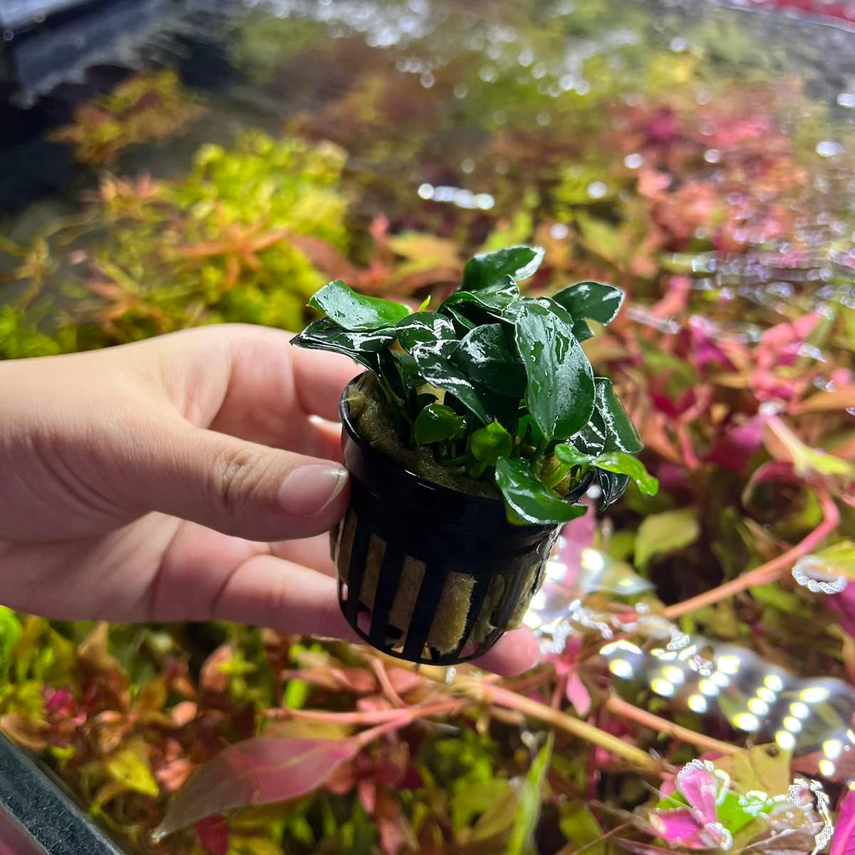 SubstrateSource Anubias Live Aquarium Plants - Potted Freshwater Plant for Fish Tanks, Terrariums - Beginner Friendly Low Light (Barteri Petite Round, 1 Pot)