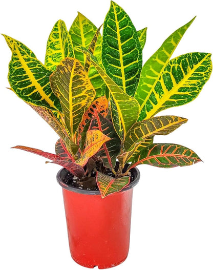 Croton Plants (Petra, 1 Gallon/6" Nursery Pot)