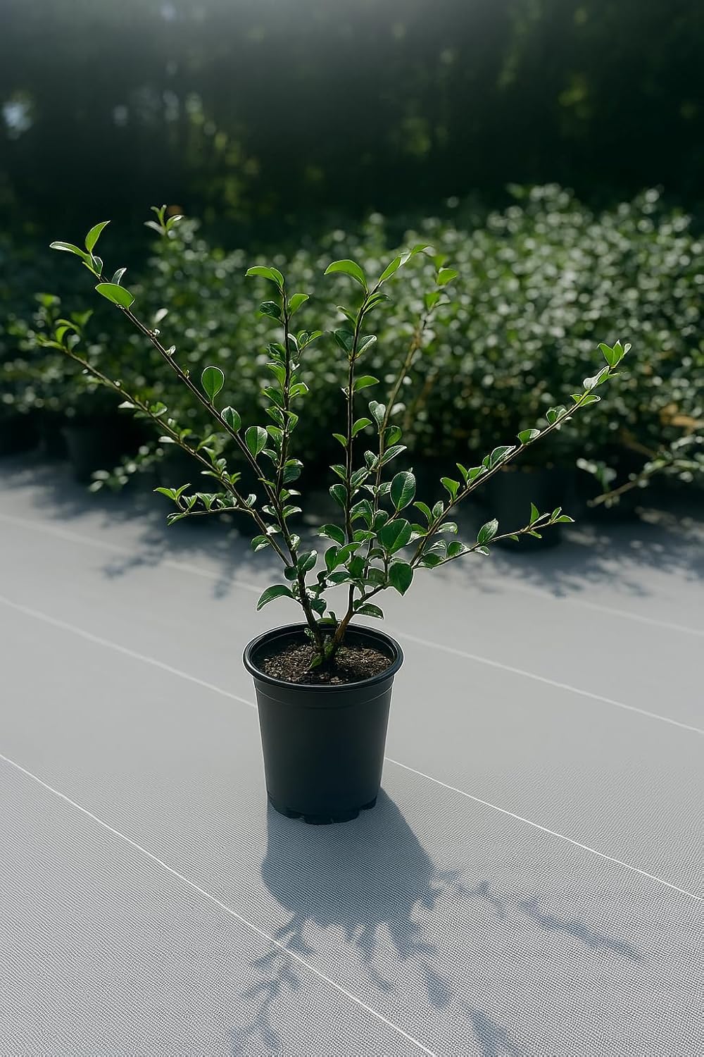 Sparkling Burgundy Camellia Bush, 1 Gallon, Fall Blooming Evergreen Shrub, 6-10 ft Tall