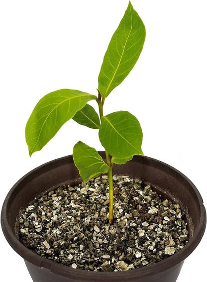 Horticultural Organic Vermiculite by GARDENERA - (Made in Ukraine) - Medium Grade - Natural Soil Additive for Potted Plants, Orchids, Hydroponics, Terrariums (5 Quart)