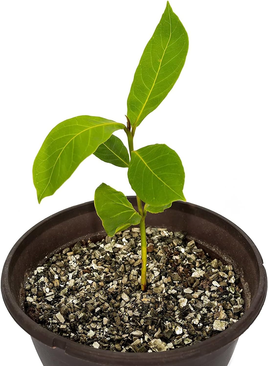 Horticultural Organic Vermiculite for Plants - Medium Grade - Natural Soil Additive for Gardening, Houseplants, Mushrooms, Potted Plants, Hydroponics, Terrariums (2 Quart)