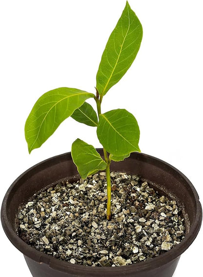 Horticultural Organic Vermiculite by GARDENERA - Medium Grade - Natural Soil Additive for Potted Plants, Orchids, Hydroponics, Terrariums (1 Quart)