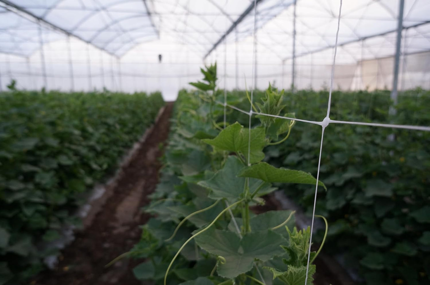 5ft by 4920-Feet Professional Grade Vegetable Support Trellis Netting Roll/Scrog Net Roll, (59" x 4920' / 1.5m x 1500m) (mesh 5.9"x6.7" / 15cm x 17cm)