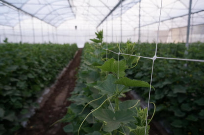 5ft by 4920-Feet Professional Grade Vegetable Support Trellis Netting Roll/Scrog Net Roll, (59" x 4920' / 1.5m x 1500m) (mesh 5.9"x6.7" / 15cm x 17cm)