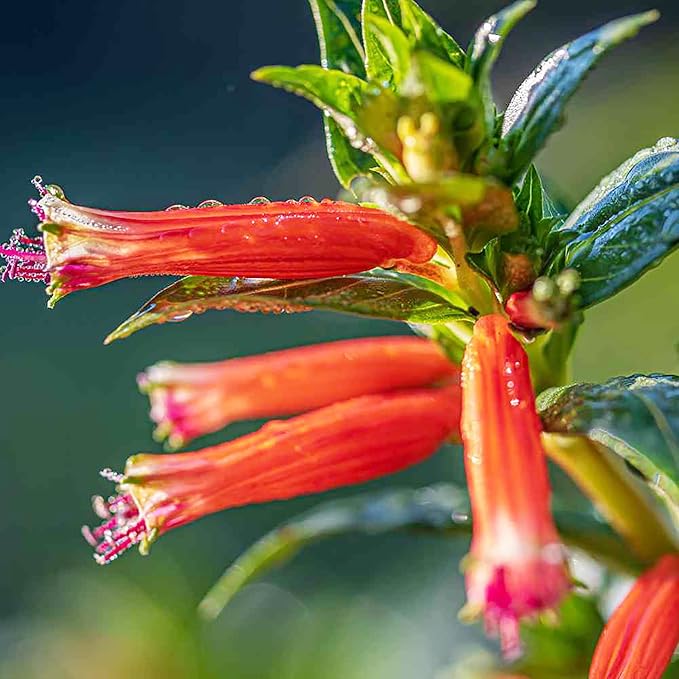 YEGAOL Garden 15Pcs CUPHEA Seeds Cigar Plant Firecracker Plant Cuphea Ignea Perennial Annual Deer Resistant Non-GMO Flower Seeds Potted Garden Plant