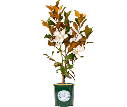 Magnolia Tree Bracken Browns Beauty Variation, Magnolia Flower, Live Plant, 3-4 Feet Tall, Gardening Tree, Southern Landscaping Tree, by The Magnolia Company, Can't Ship to CA, AK, HI, PR