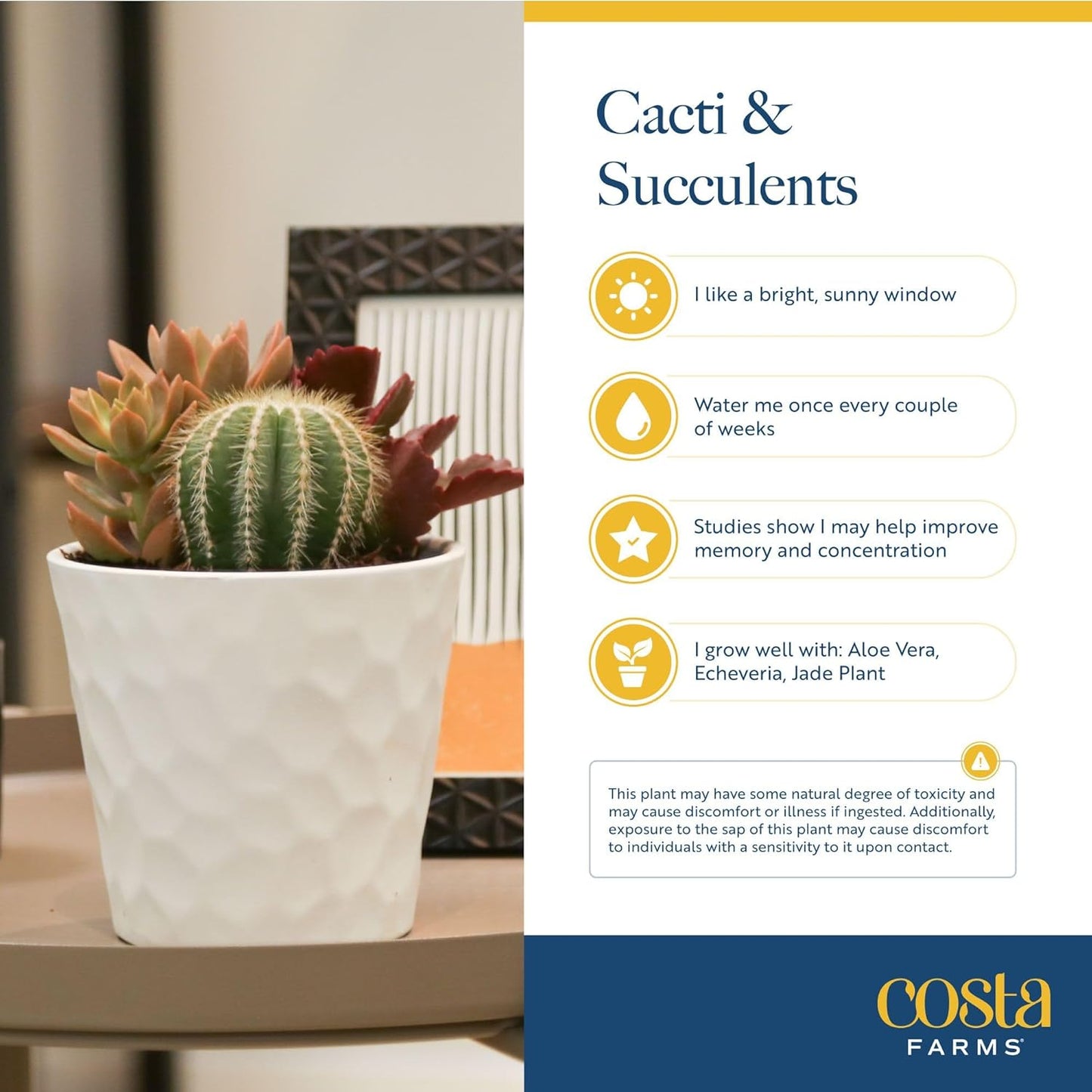 Costa Farms Mini Succulent Live Plant in Decorative Pot, Easy to Maintain Succulent Indoor Houseplant, Perfect for Home, Room, or Office Decor, Great House Warming or Birthday Gift, 2-3.5 Inches Tall