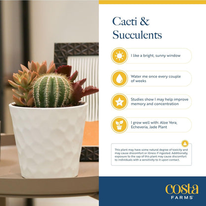 Costa Farms Mini Succulent Live Plant in Decorative Pot, Easy to Maintain Succulent Indoor Houseplant, Perfect for Home, Room, or Office Decor, Great House Warming or Birthday Gift, 2-3.5 Inches Tall
