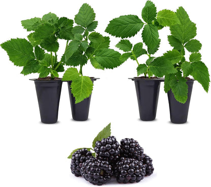 BlackBerry Plants Sweetie Pie (4 Pack) Live for Sale | Easy to Grow Plants | Edible Fruit Plant for Sustainable Living | Grow Your own Food on Your Organic Garden | Live for Planting |