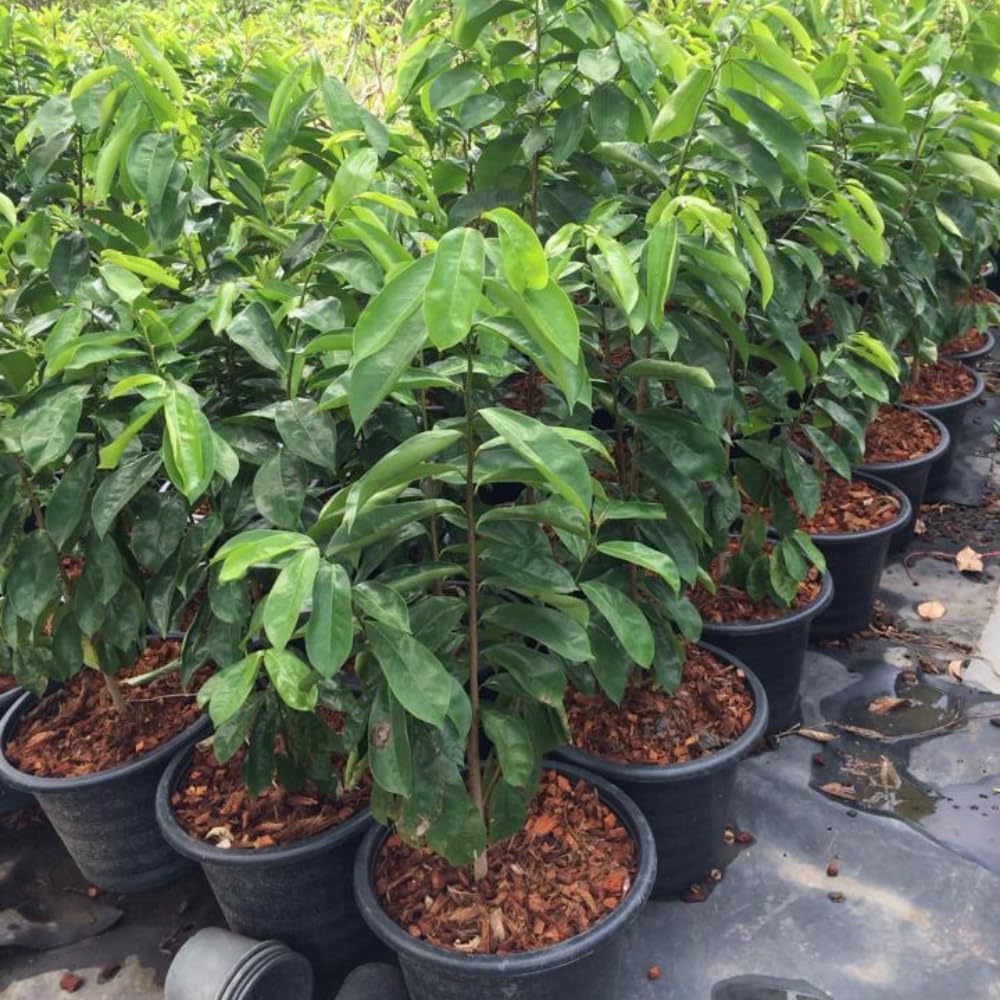 3 Years Old Soursop Tree Plant Live in 3 Gallon Pot, 2-3 Feet Soursop Trees Seedling Tropical Fruit, Sweet Annona Muricata Guanabana for Outdoor Planting, Can not Ship to California