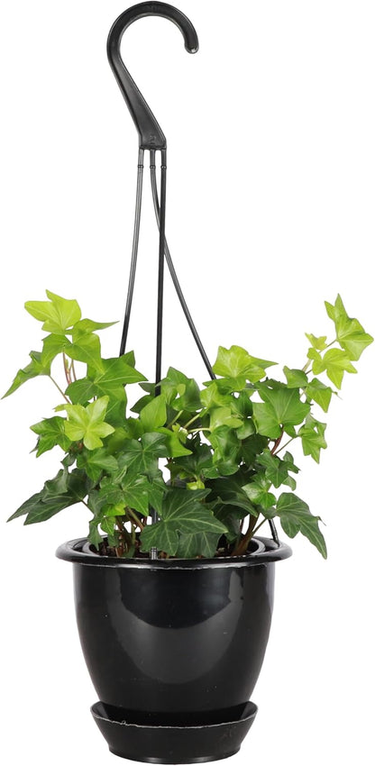 Thorsen's Greenhouse Green English Ivy Plant, Hedera Helix, Trailing Plant, Live Indoor Plant, 4" Diameter Pot, Black Hanging Pot