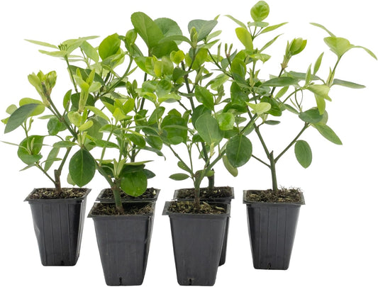6 Live Manhattan Euonymus Plants (Euonymus Kiautschovicus ‘Manhattan’) – Evergreen Shrub for