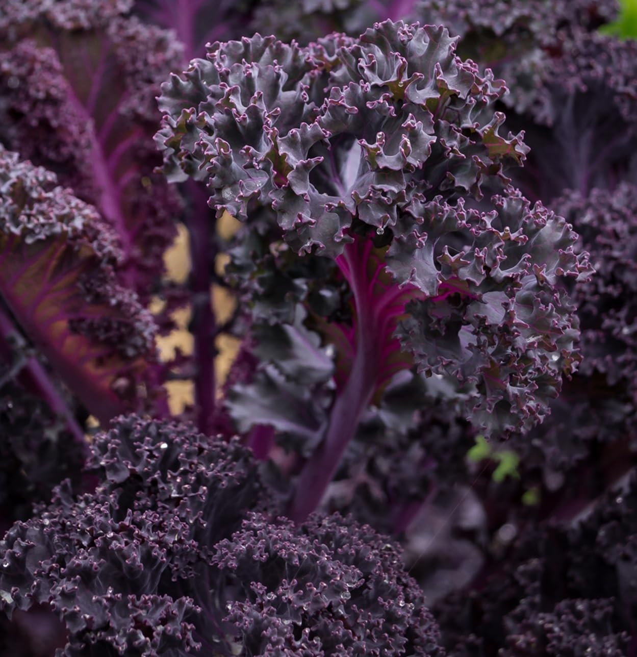 Scarlet Red Kale Seeds for Planting – Plant & Grow Heirloom Scarlet Red Kale in Home Outdoor Vegetable Garden, Brassica oleracea – 1 Packet Approx 200 Seeds