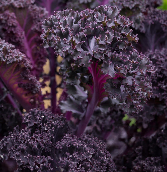 Scarlet Red Kale Seeds for Planting – Plant & Grow Heirloom Scarlet Red Kale in Home Outdoor Vegetable Garden, Brassica oleracea – 5 Packets