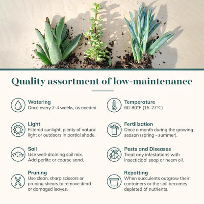 Shop Succulents Endless Summer Succulent Pack Collection - Live Mini Succulent Plants, Low Maintenance, Colors & Textures - Wedding and Party Favors, Gift & Garden, Pack of 40