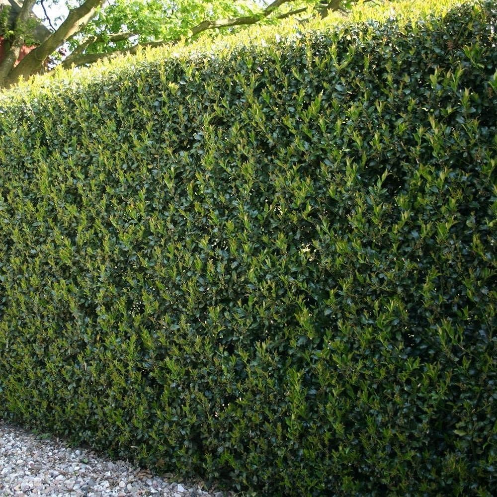 Burfordi Holly | 5 Quart Size Plants | Ilex Cornuta | Fast Growing Evergreen Shrubs, Privacy Hedge Plants, Dark Green Foliage, Low Maintenance Landscaping, Ideal for Hedges and Borders