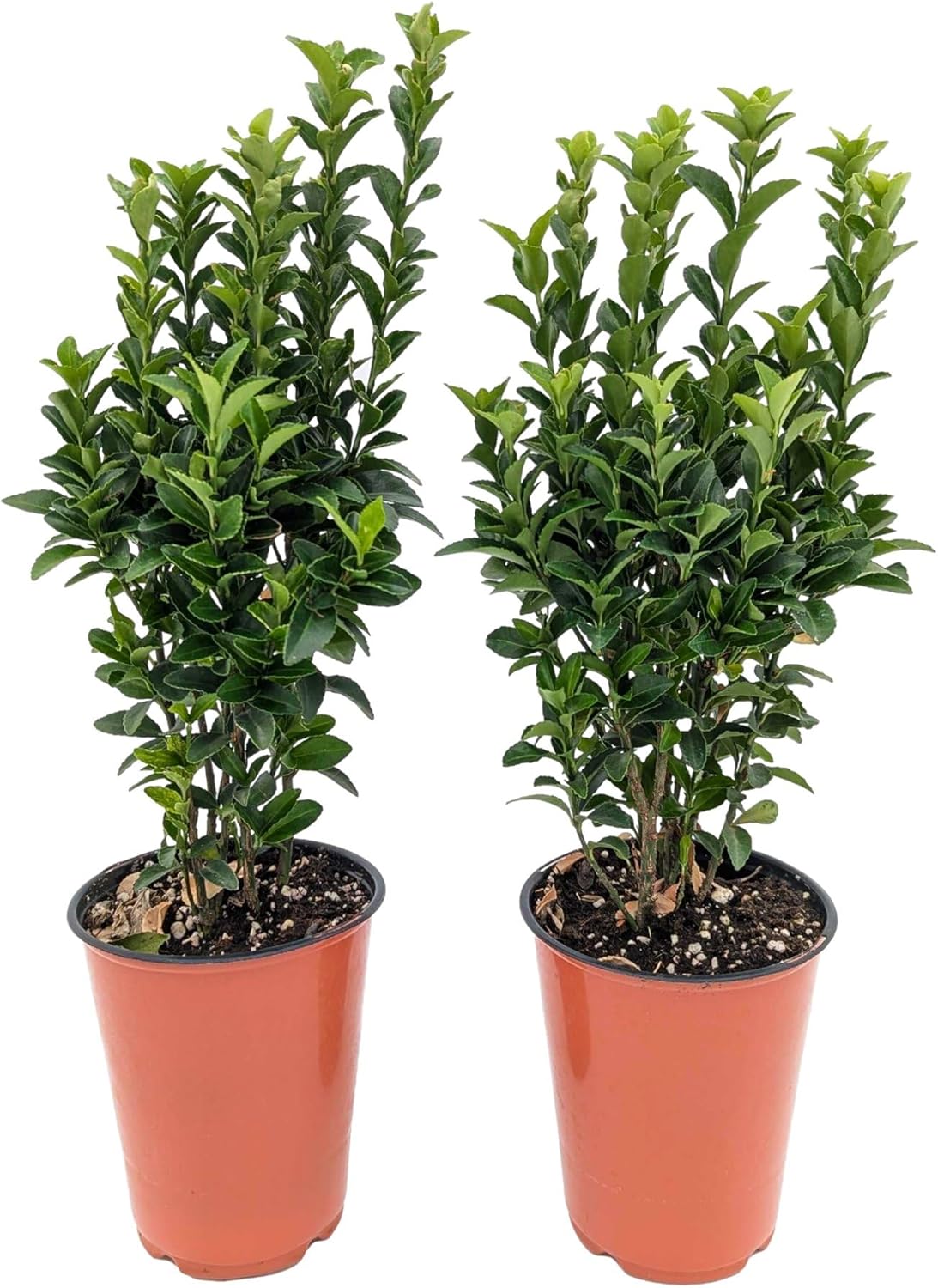 Easy to Grow Euonymus Paloma Blanca - 2 Potted Plants in Grower Pots, Low-Maintenance Shrub Hedge