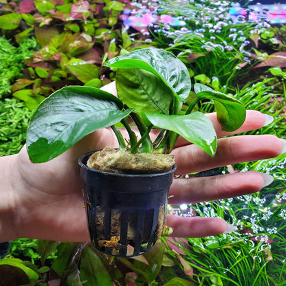SubstrateSource Anubias Live Aquarium Plants - Potted Freshwater Plant for Fish Tanks, Terrariums - Beginner Friendly Low Light (Barteri Butterfly, 5 Pots)