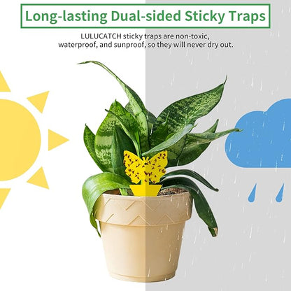 LULUCATCH Fruit Fly Sticky Trap 36 Pack, Safe Gnat Traps for Fruits, Plants, Super Sticky Fly Trap for Indoor, Outdoor, Kitchen, Insect Catcher for White Flies, Mosquitos, Fungus Gnats, Flying Insects