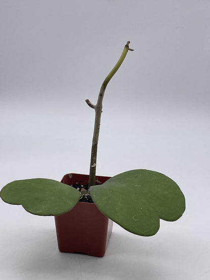 BubbleBlooms Hoya Kerrii Hearts On The Vine, with at Least 2+ Hearts, Vining Plant in a 2 inch Pot Well Rooted