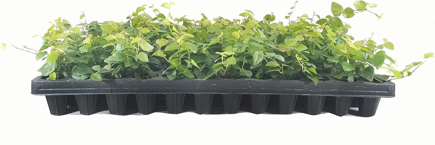 Creeping Fig Plant Ficus Pumila Climbing Vine - 30 Live Fully Rooted Plants