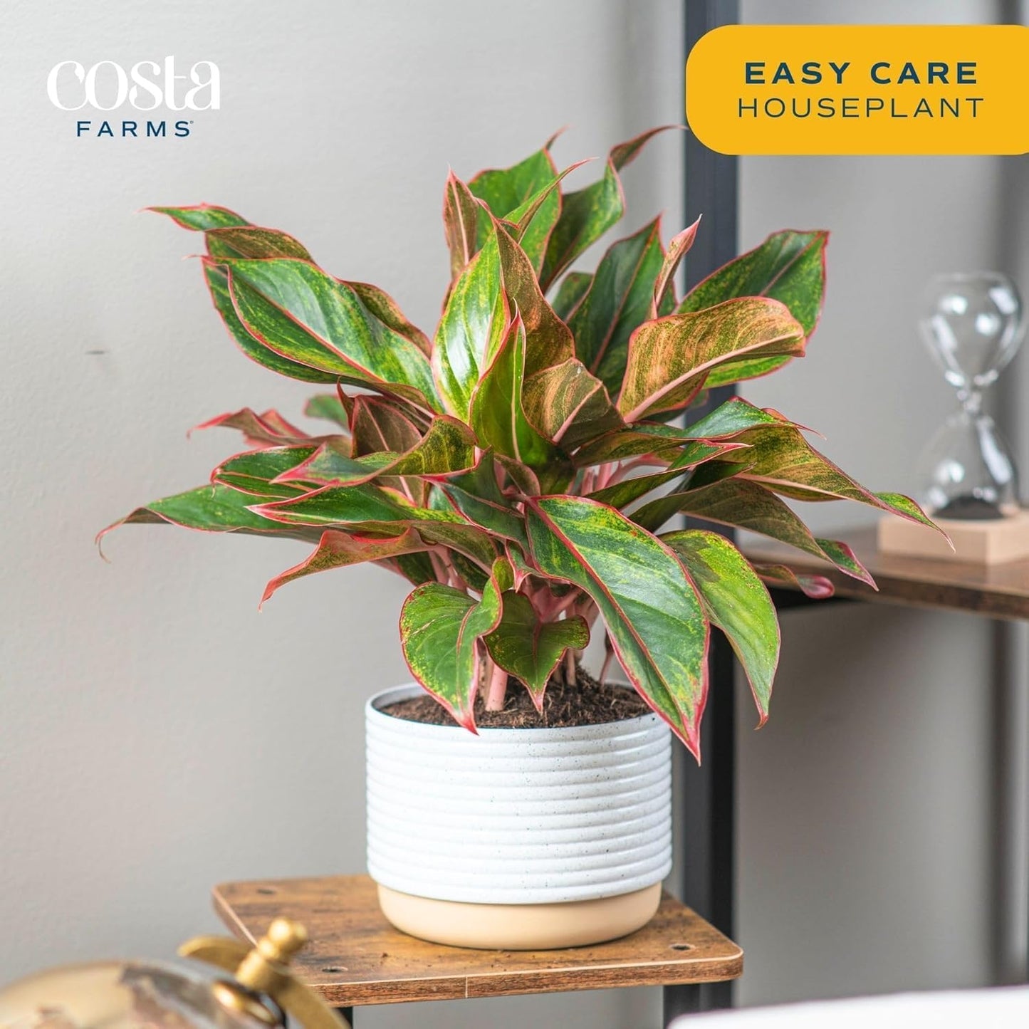 Costa Farms Chinese Evergreen, Red, Easy to Grow Live Indoor Plant Aglaonema, Houseplant Potted in Indoors Garden Plant Pot, Potting Soil Mix, Gift for New Home, Office, or Home Décor, 1-2 Feet Tall