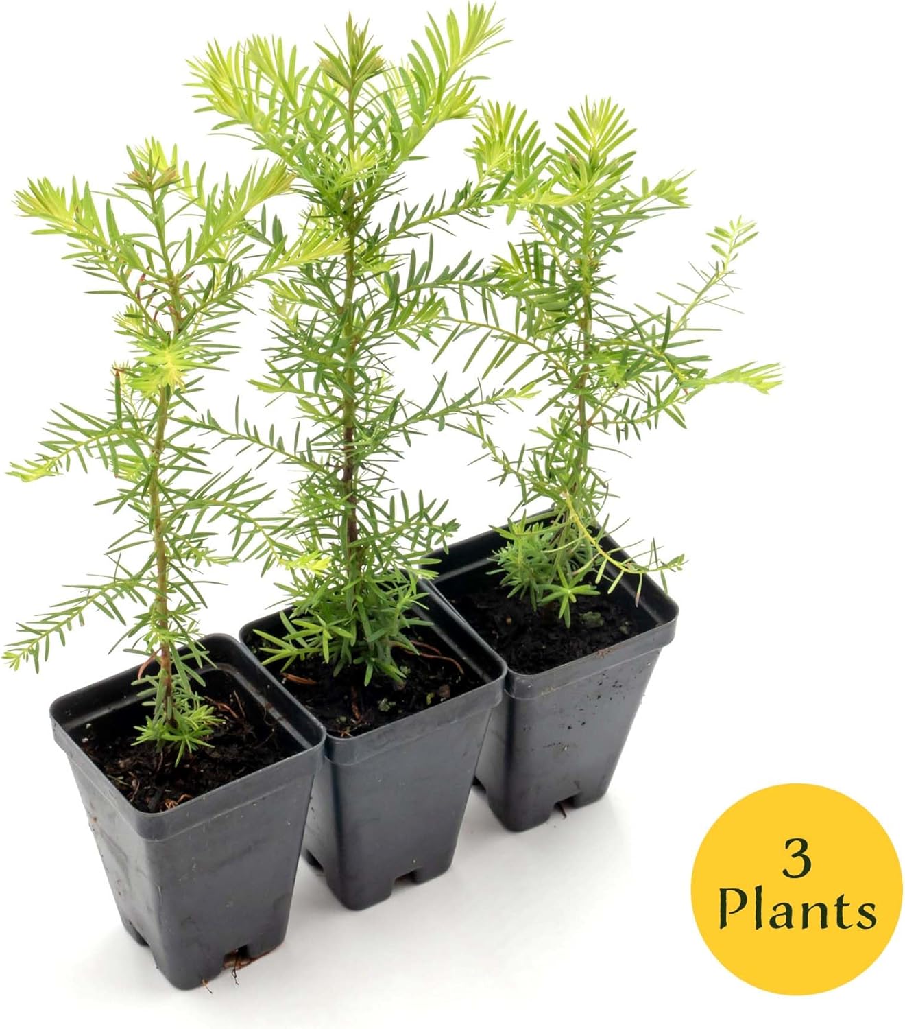 3 Coastal Redwood in 3.5” Nursery Cubes (Sequoia sempervirens) | Majestic Evergreen Tree for Shade, Privacy & Wildlife Support | Ready-to-Plant Live Starter Plants