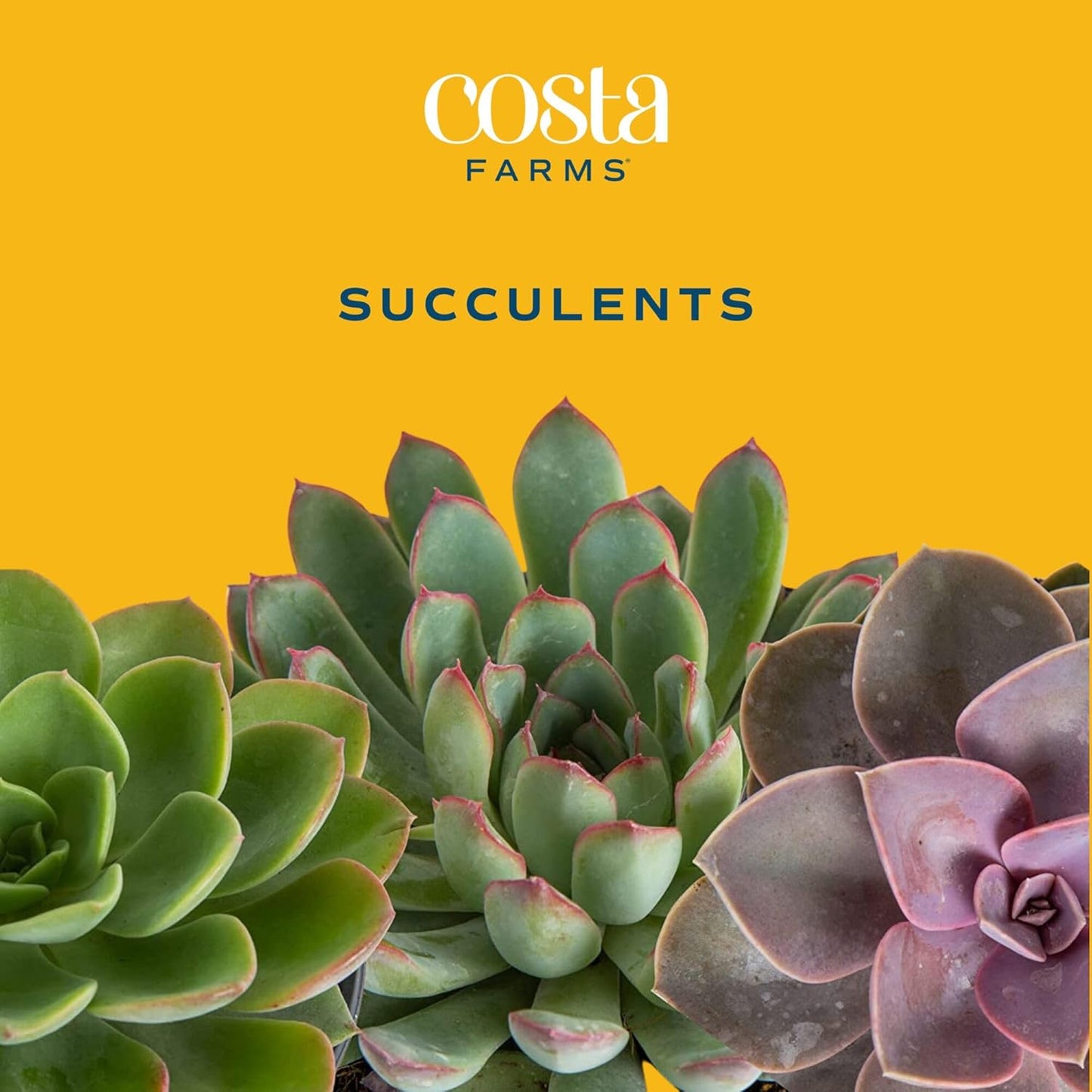 Costa Farms Mini Succulent DIY Heart Kit Fully Rooted, 2-inch Live Indoor Plant, 4-Inches Tall, Heart Frame DIY Kit, Housewarming Gift, Room Decor