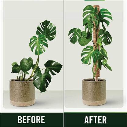 Moss Pole Pack of 2 – 50CM Monstera Plant Support | Natural Coco Coir Plant Poles for Indoor Plants | Extendable Moss Sticks for Climbing Plants, Pothos & Philodendron