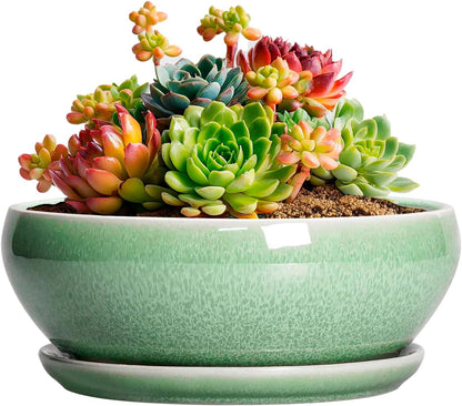 SQOWL Succulent Pots 6 Inch - Ceramic Bonsai Planter for Indoor Plants Outdoor, Shallow Planter with Drainage Hole and Tray, Round Planters for Cactus Flower, Office Decor, Gardening Gifts, Green